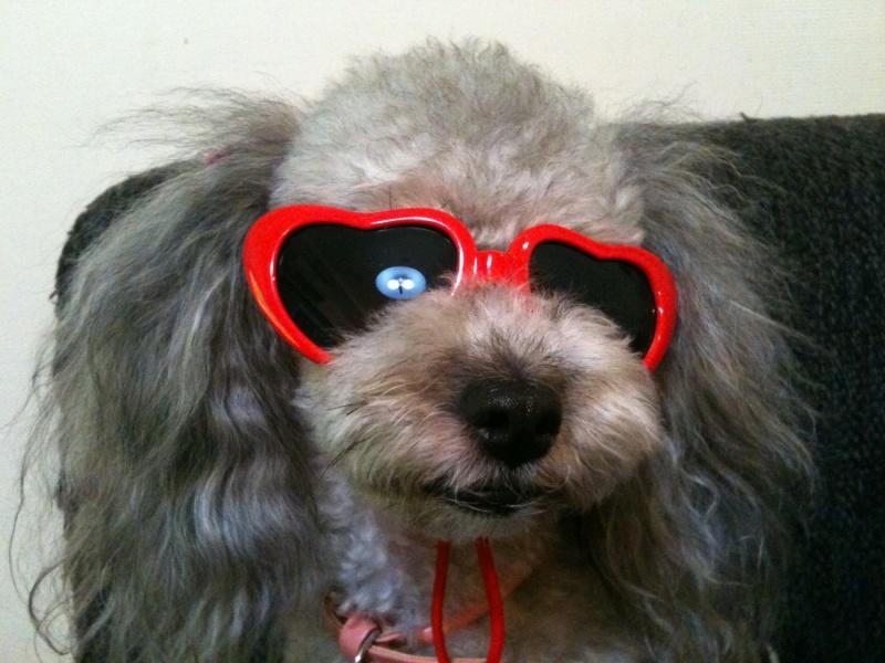 Le caniche