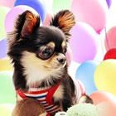 How To ミッキーマウスカット ワンチャン ネコちゃんのイロイロ 神戸のペットサロンハーブ How To ミッキーマウスカット ワンチャン ネコちゃんのイロイロ 神戸のペットサロンハーブ