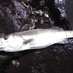 シーバスの好きな食べ物とは シーバス釣果ダイアリー