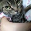 画像 口腔癌を耐え抜いた猫ダイアナ（アメショ）の闘病記のユーザープロフィール画像