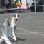 KACOのサムネイル