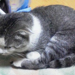 にゃご助のプロフィール