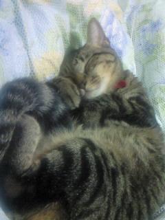 トキヤ