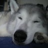 ふうのプロフィール