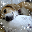 画像 pirorinのブログ☆小鳥と犬と・・のユーザープロフィール画像