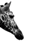 凛