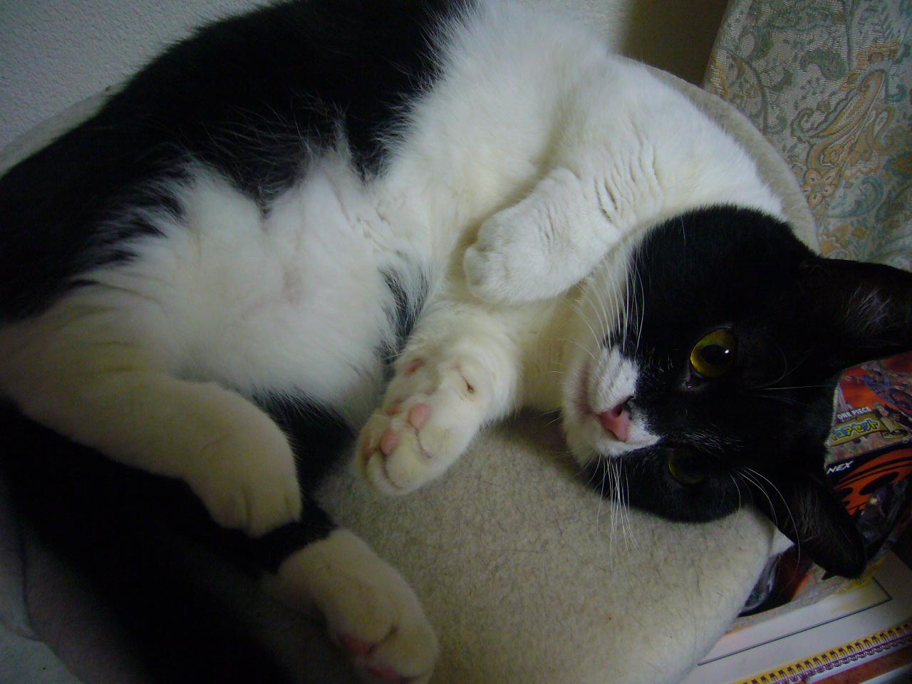 猫だいすき