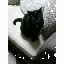 画像 黒猫のつぶやき❋·°のユーザープロフィール画像
