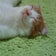 猫と暮らす