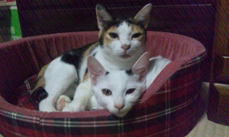 みのじぃ