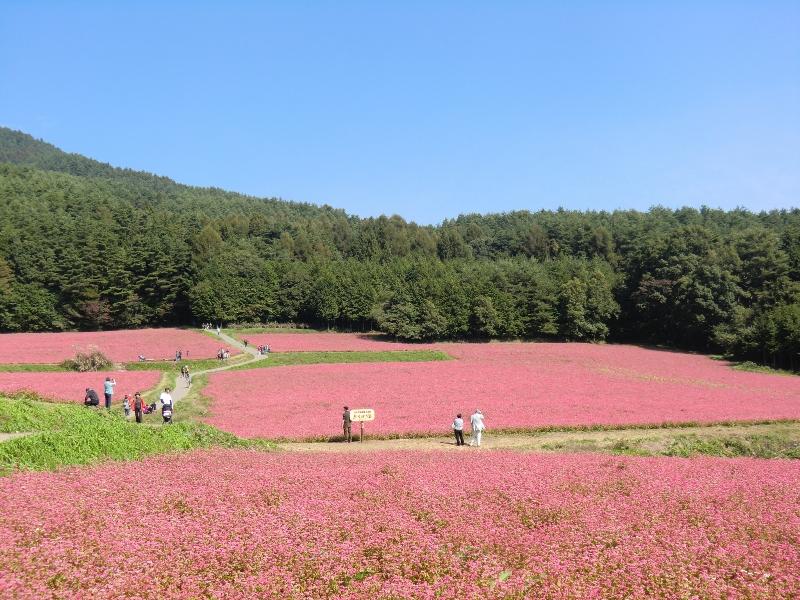 信州ぶらぶら日記