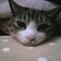 tomoの気ままに徒然日記♪