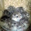 ぴこのサムネイル