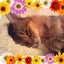 画像 猫と晩酌のユーザープロフィール画像