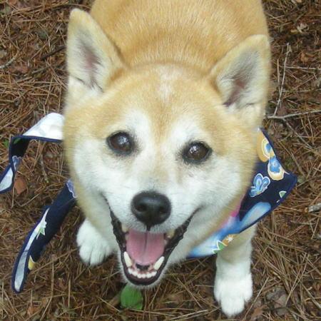 犬を蹴る 似非柴リア Lives In 北海道