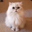 画像 ハンドメイド作家のお店「猫とエトワレ」オーナー、KEIのブログのユーザープロフィール画像
