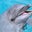 パラオDolphins Pacific 読むセラピー「日々あれこれ、時々イルカ」