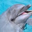画像 パラオDolphins Pacific 読むセラピー「日々あれこれ、時々イルカ」のユーザープロフィール画像