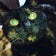 ちゃらまる日記