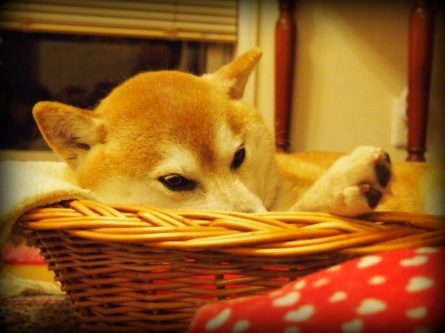 Hanae