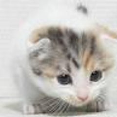 なるほど それは凄いな 悪いのは君じゃない 混沌たる日常 なるほど それは凄いな 悪いのは君じゃない 混沌たる日常