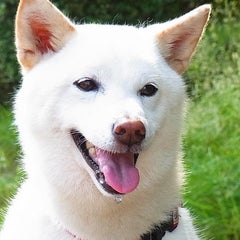 ゆーつーのプロフィール
