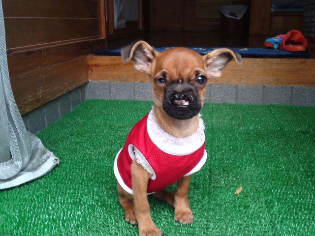 犬の口蓋裂
