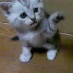 ぬこぱんち ぬこぱんち