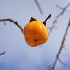 わさびのプロフィール