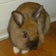 マツモトBunnyメンタイ