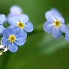 みーしゃのわすれな草日記 みーしゃのわすれな草日記