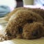 ドッグサロン　犬物語のサムネイル
