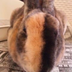 亡羊書屋 こくらげ主人のプロフィール