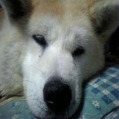 やまぷーのプロフィール
