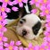 どんちゃんMAMAのブログ