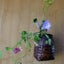 画像 舟香と桜と和の文化のユーザープロフィール画像