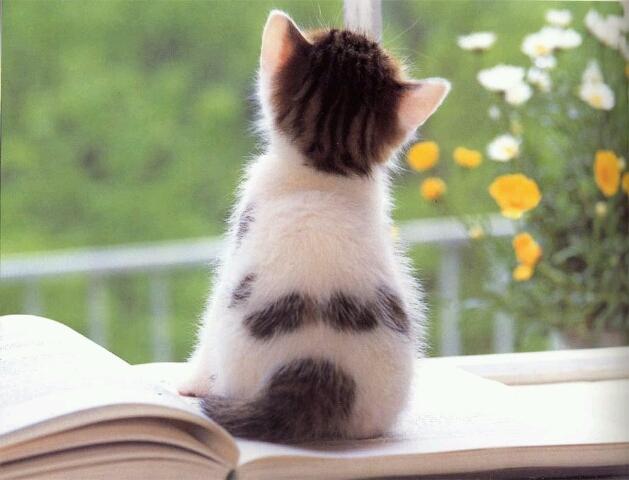 やこ