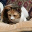 画像 猫の家アルジ【今日も良い日だ!】(^o^)のユーザープロフィール画像