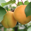 Apricotsのサムネイル