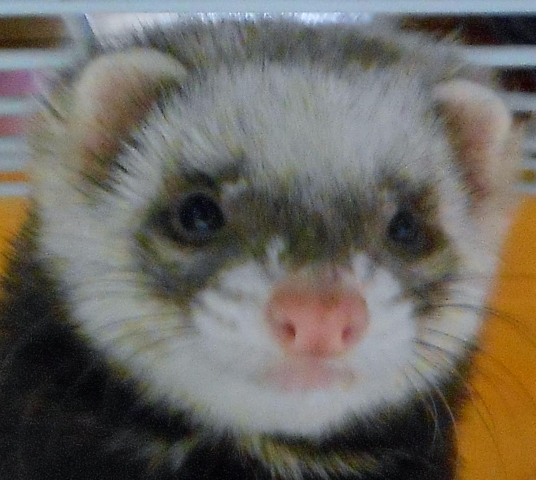 夢生真