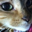 ☆.:*:・゜chanchan゜・:*:.☆のサムネイル