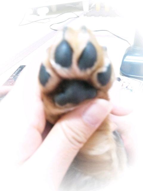 ﾏｶﾛﾝ