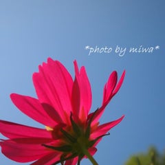 ＊Miwa＊のプロフィール