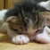 youshin　なかしまのブログ