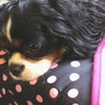 bonitaのプロフィール