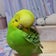 ★セキセイインコぴぴちゃん&ちびちゃん＆ぴなちゃん＆ぷくちゃん＆しまちゃんとの幸せな日々★