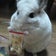 うさぎさんとボーちゃんの日記