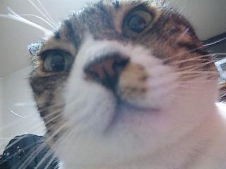 うらら