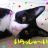 にゃりんのプロフィール