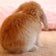 幽体離脱とうさぎたち